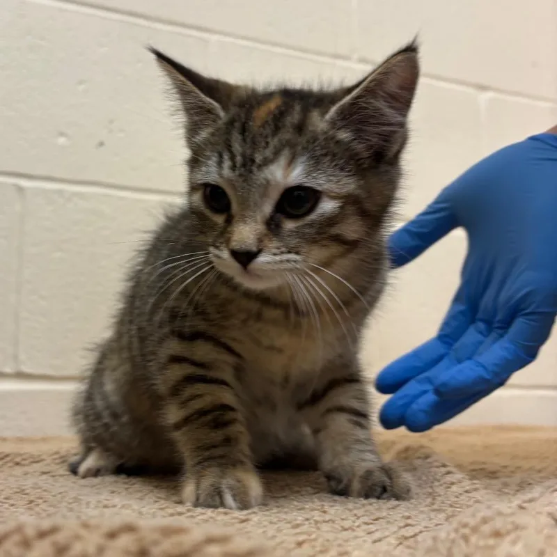 A baby small-sized female Torbie Domestic Short Hair cat named Trout for adoption in Springfield, MA
