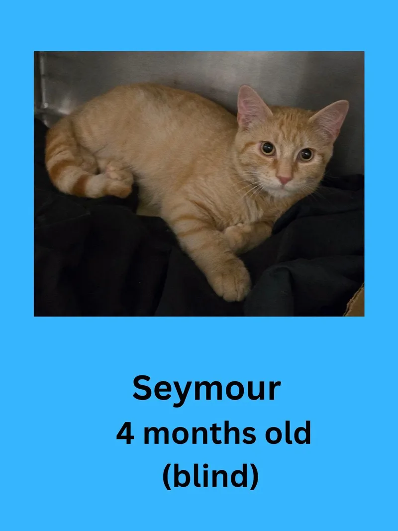 A young small-sized male Domestic Short Hair cat named Seymour for adoption in Ravenna, OH