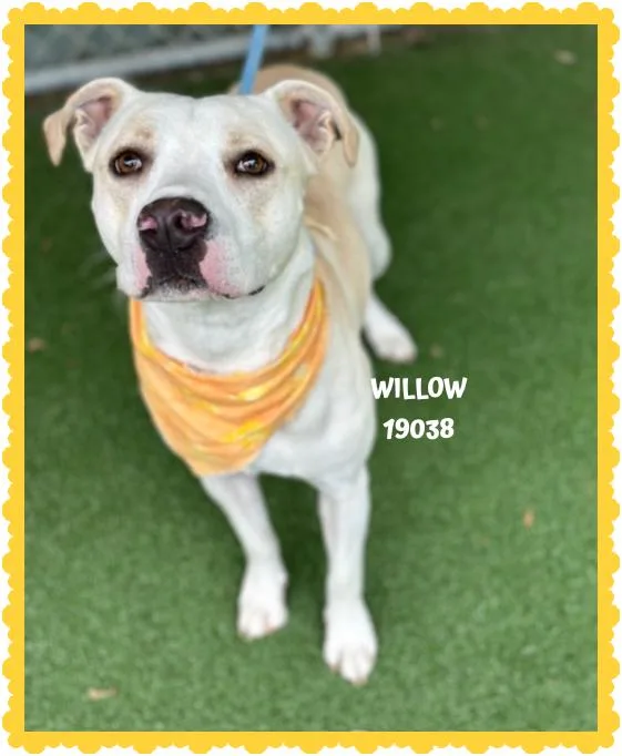 A young medium-sized female White / Cream Pit Bull Terrier dog named Willow for adoption in Marietta, GA