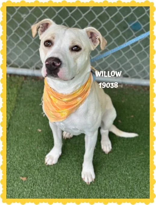 Willow thumbnail 2