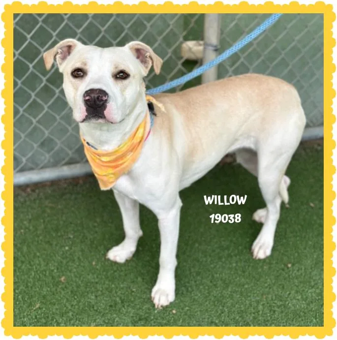 Willow thumbnail 4
