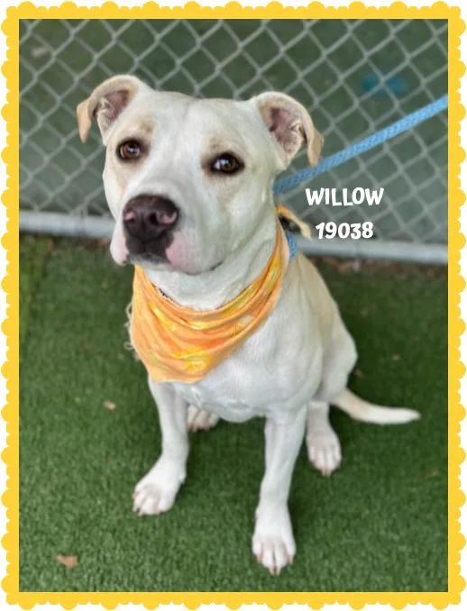 Willow thumbnail 5