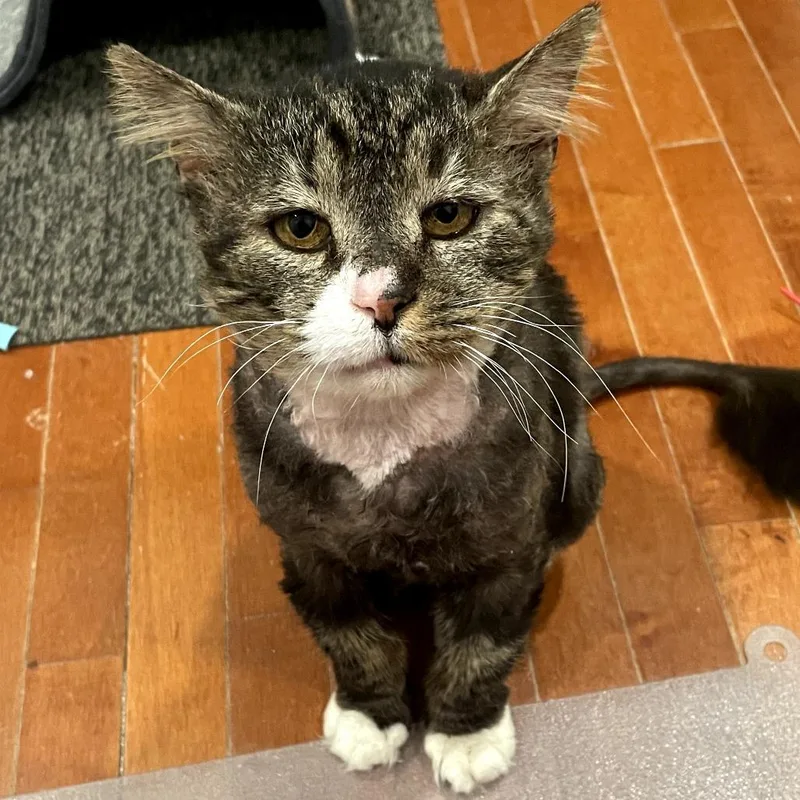 A senior small-sized male Domestic Long Hair cat named Rocco for adoption in Wind Gap, PA