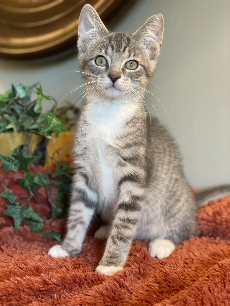 A baby medium-sized male Tabby (Gray / Blue / Silver) Tabby cat named Chevy for adoption in Taylor, MI