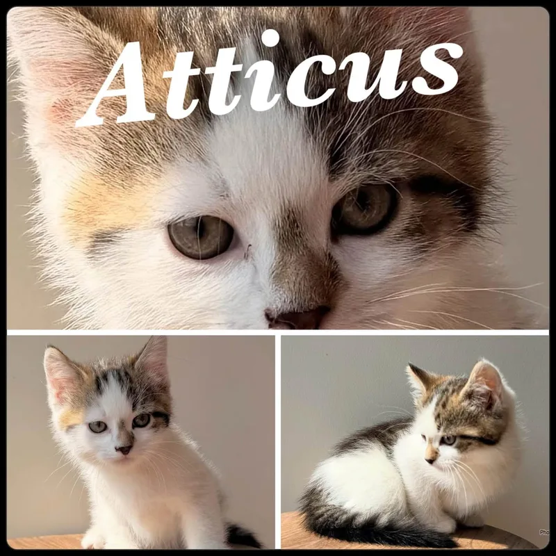 A baby small-sized male Buff & White Domestic Medium Hair cat named Atticus for adoption in Ashland, KY