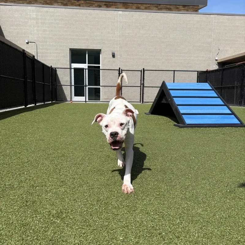 An adult medium-sized female White / Cream Pit Bull Terrier dog named Odessa for adoption in Greensboro, NC