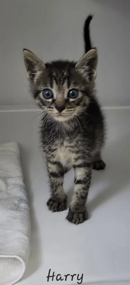 A young medium-sized male Domestic Short Hair cat named Harry for adoption in Key Largo, FL