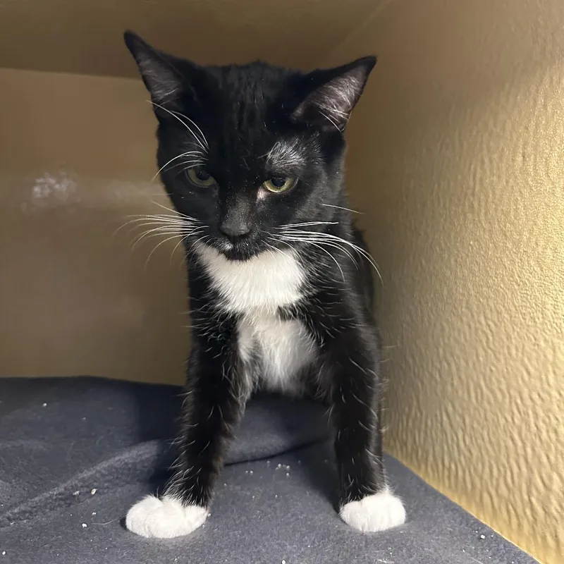 A young medium-sized male Black Domestic Short Hair cat named Eragon for adoption in Spokane, WA