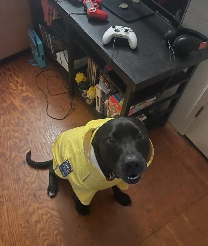 An adult medium-sized male Black Labrador Retriever dog named Emmett for adoption in Bellingham, WA