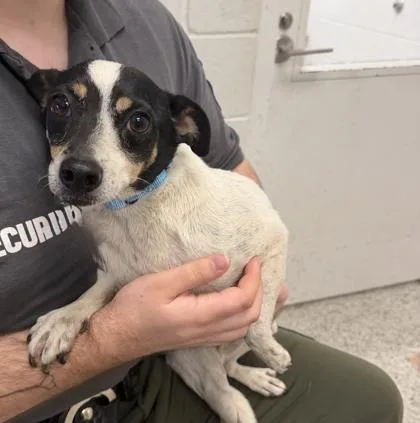 An adult small-sized male White / Cream Jack Russell Terrier dog named Biscuit for adoption in Kansas City, MO