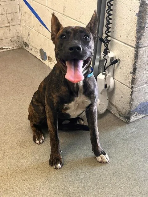 A young medium-sized female Pit Bull Terrier dog named Mandy for adoption in San Bernardino, CA