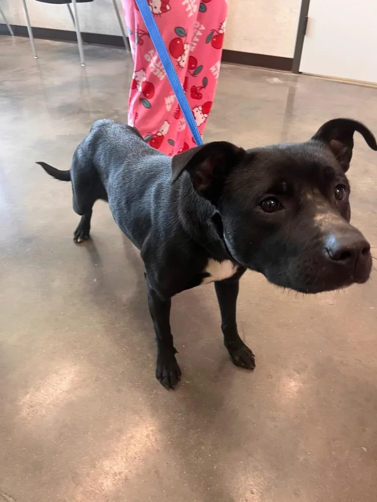 A young medium-sized female Pit Bull Terrier dog named Marshy for adoption in Clarksville, TN