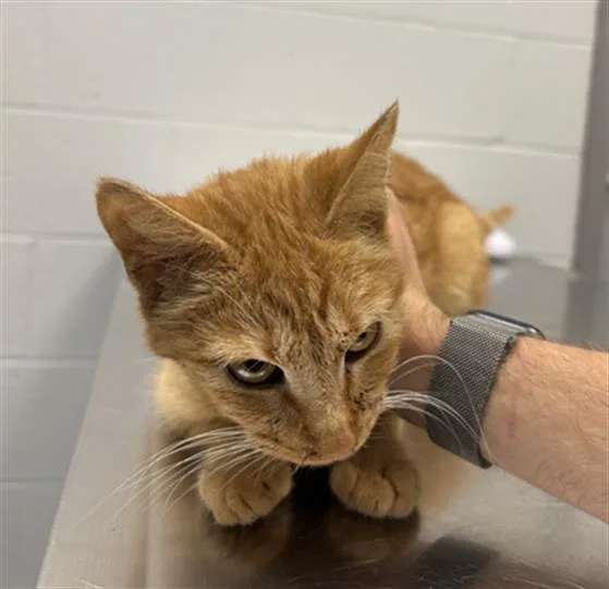 A young small-sized female Domestic Short Hair cat named Tiny for adoption in Indianapolis, IN