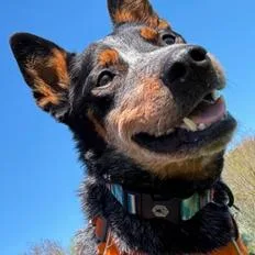 An adult medium-sized female Australian Cattle Dog / Blue Heeler dog named Stitch for adoption in Fairfax, VA