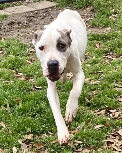 An adult medium-sized male Bull Terrier dog named Weenz for adoption in Conway, SC