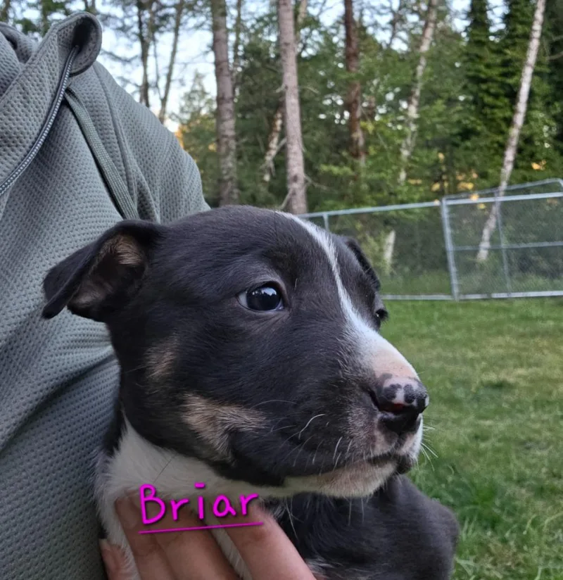 A baby small-sized female Pit Bull Terrier dog named Briar for adoption in Brookings, OR