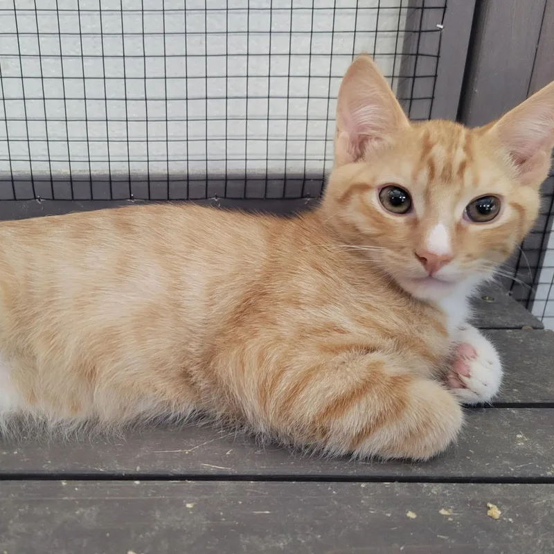A baby medium-sized male Orange & White Domestic Short Hair cat named Lenny for adoption in Ellensburg, WA
