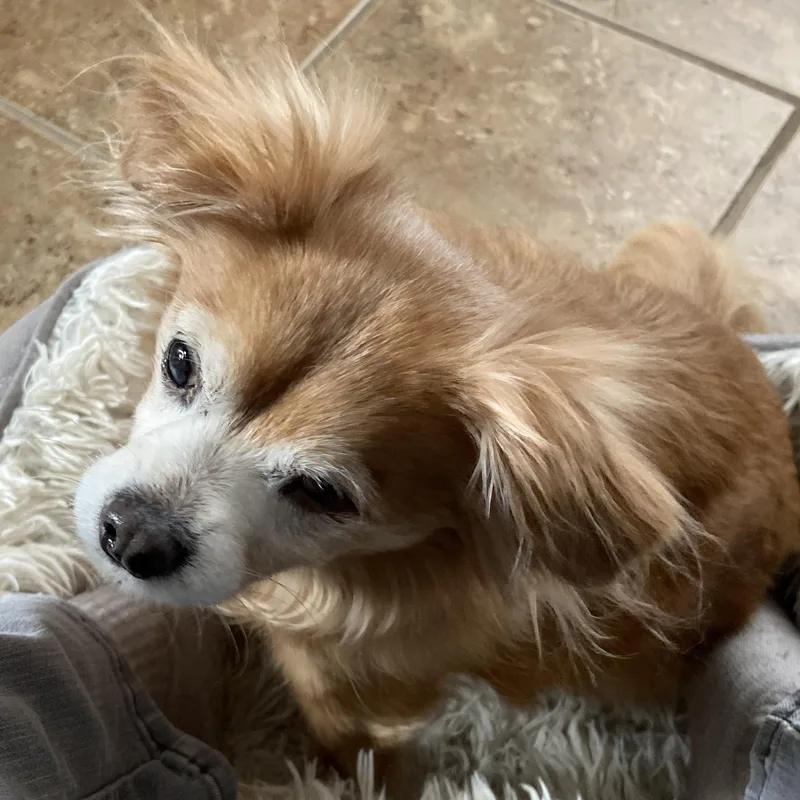 Isabella thumbnail 2