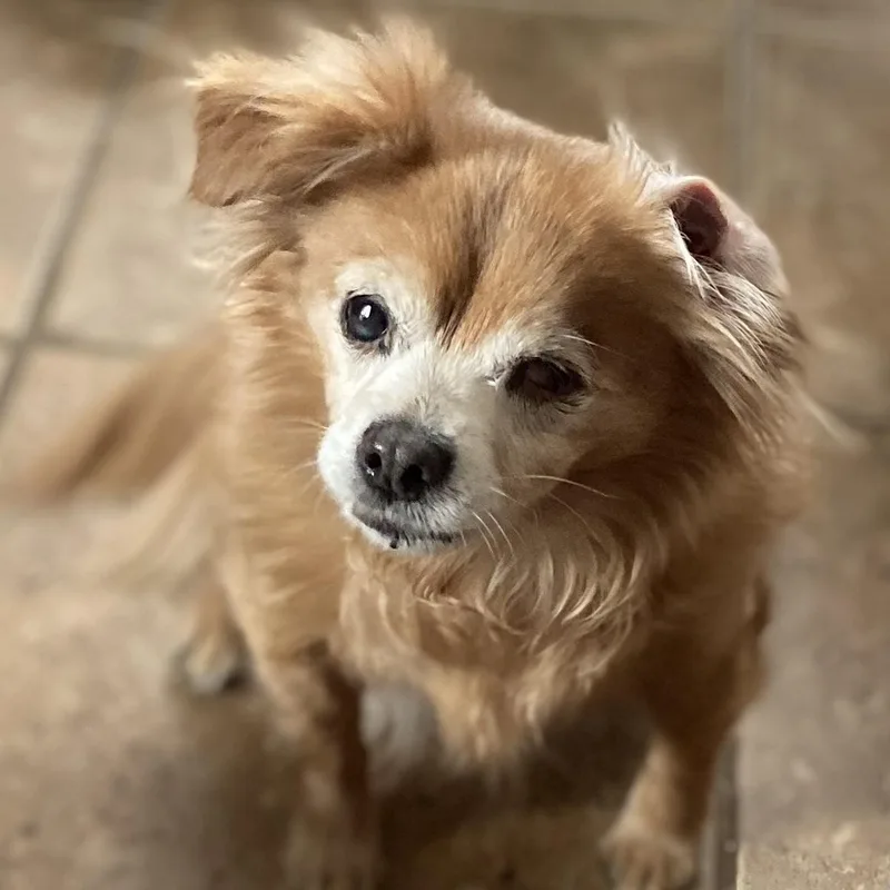 Isabella thumbnail 3