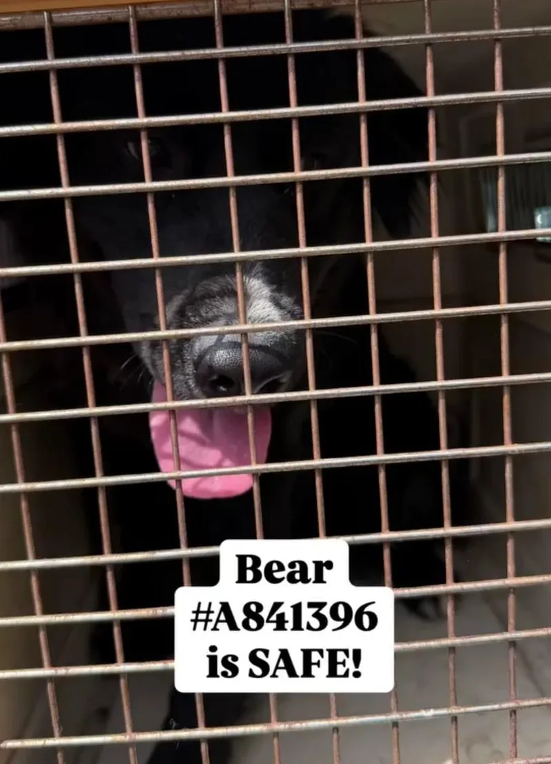 An adult medium-sized female Black American Bully dog named Bear for adoption in Frazier Park, CA
