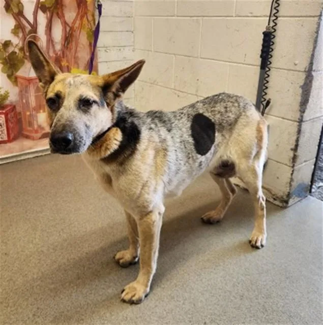 A young medium-sized female German Shepherd Dog dog named Sophie for adoption in San Bernardino, CA
