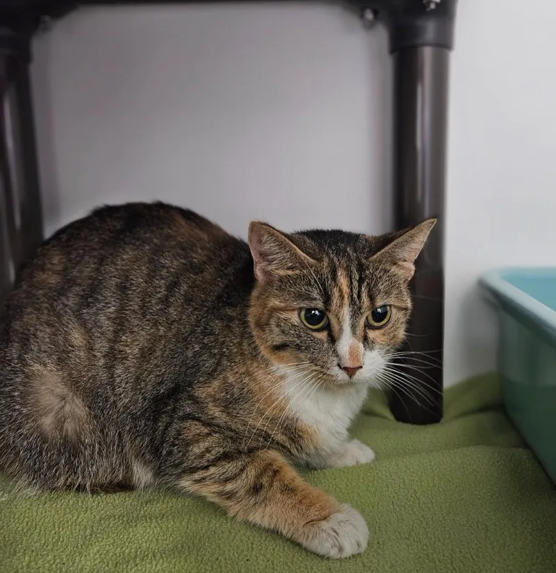 A young medium-sized female Domestic Short Hair cat named Cocoa Bean for adoption in Huntington, IN