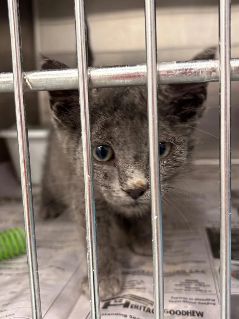 A baby small-sized male Domestic Short Hair cat named Breadstick for adoption in Portland, IN