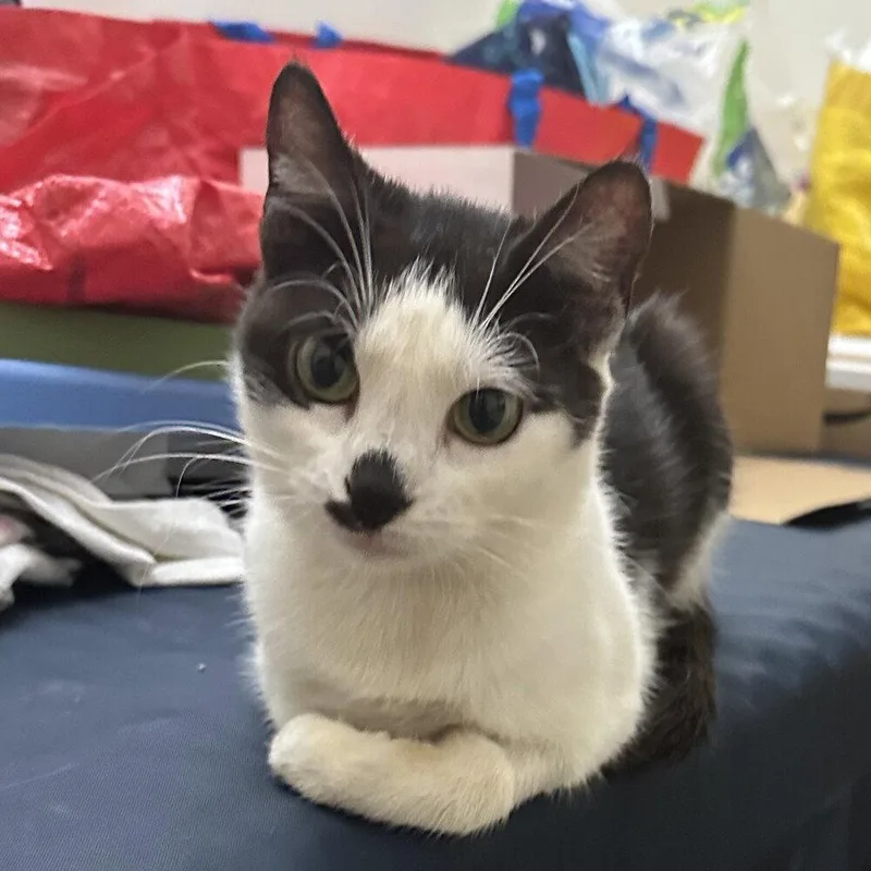 An adult medium-sized female White Domestic Short Hair cat named Seraphina for adoption in Candler, NC