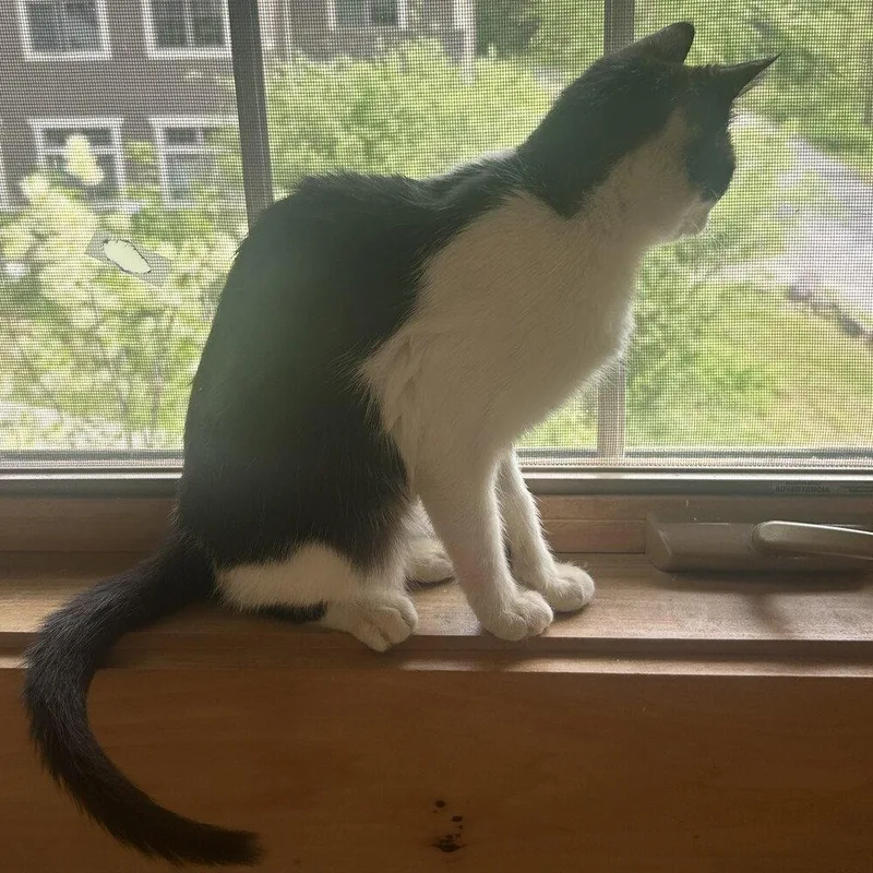 Seraphina thumbnail 2