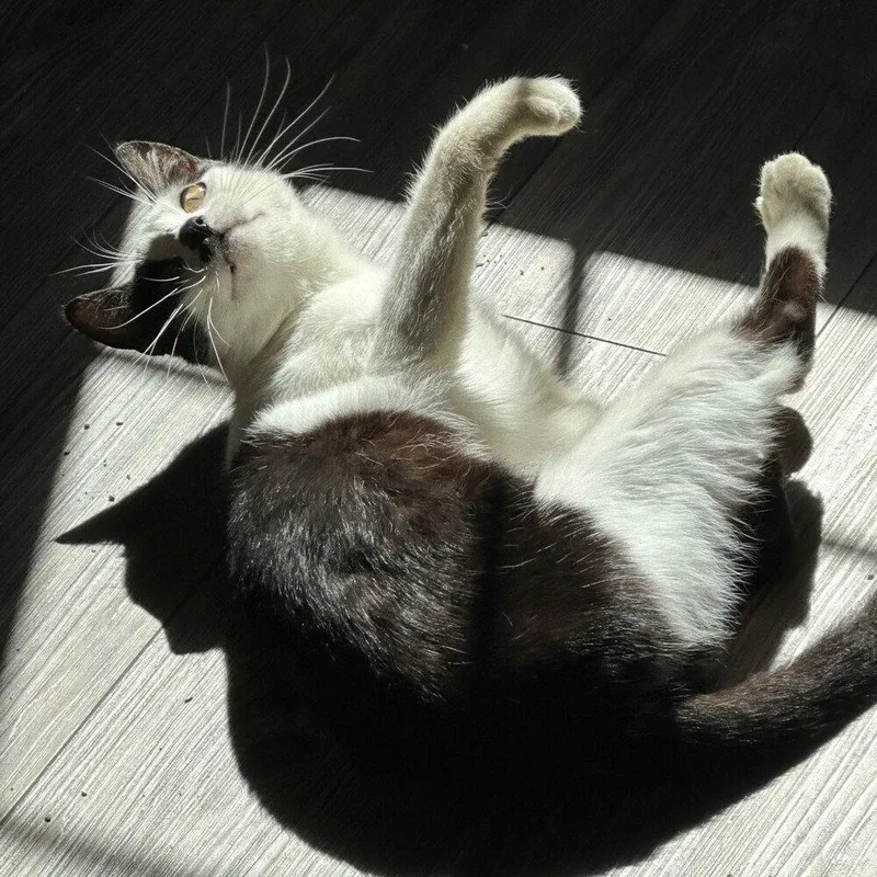 Seraphina thumbnail 3