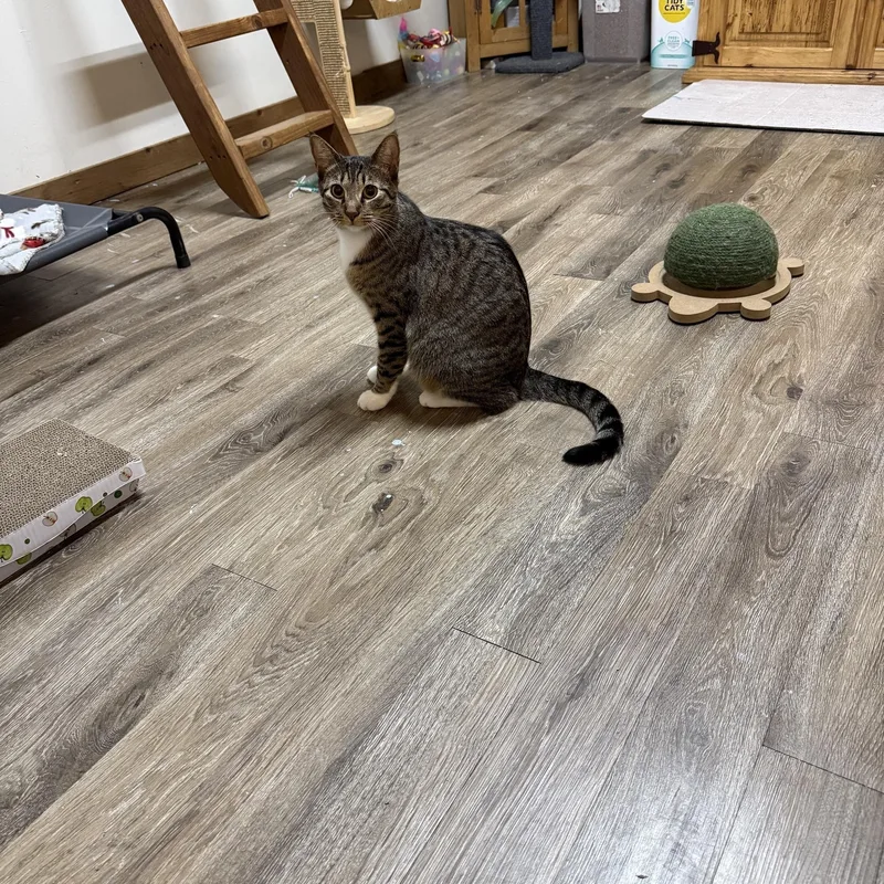 A young large-sized female Tabby (Brown / Chocolate) Domestic Short Hair cat named Anna for adoption in Houston, TX