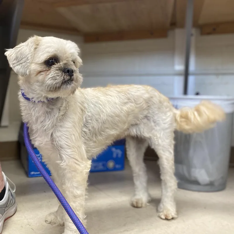 An adult small-sized female White / Cream Shih Tzu dog named Fruit Loop for adoption in Caryville, TN