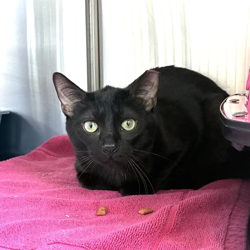 An adult medium-sized male Black Domestic Short Hair cat named Valentino for adoption in Skokie, IL
