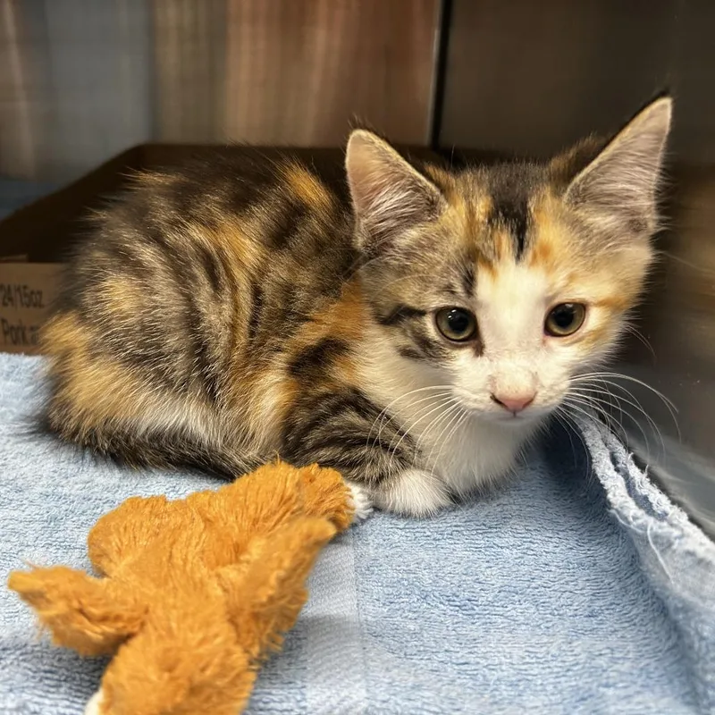 A baby small-sized female Domestic Medium Hair cat named Primrose for adoption in Delaware, OH