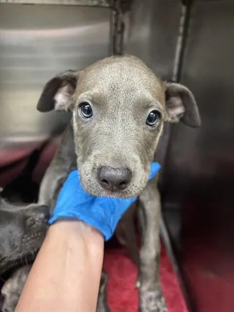 A baby small-sized female Pit Bull Terrier dog named A for adoption in Oklahoma City, OK