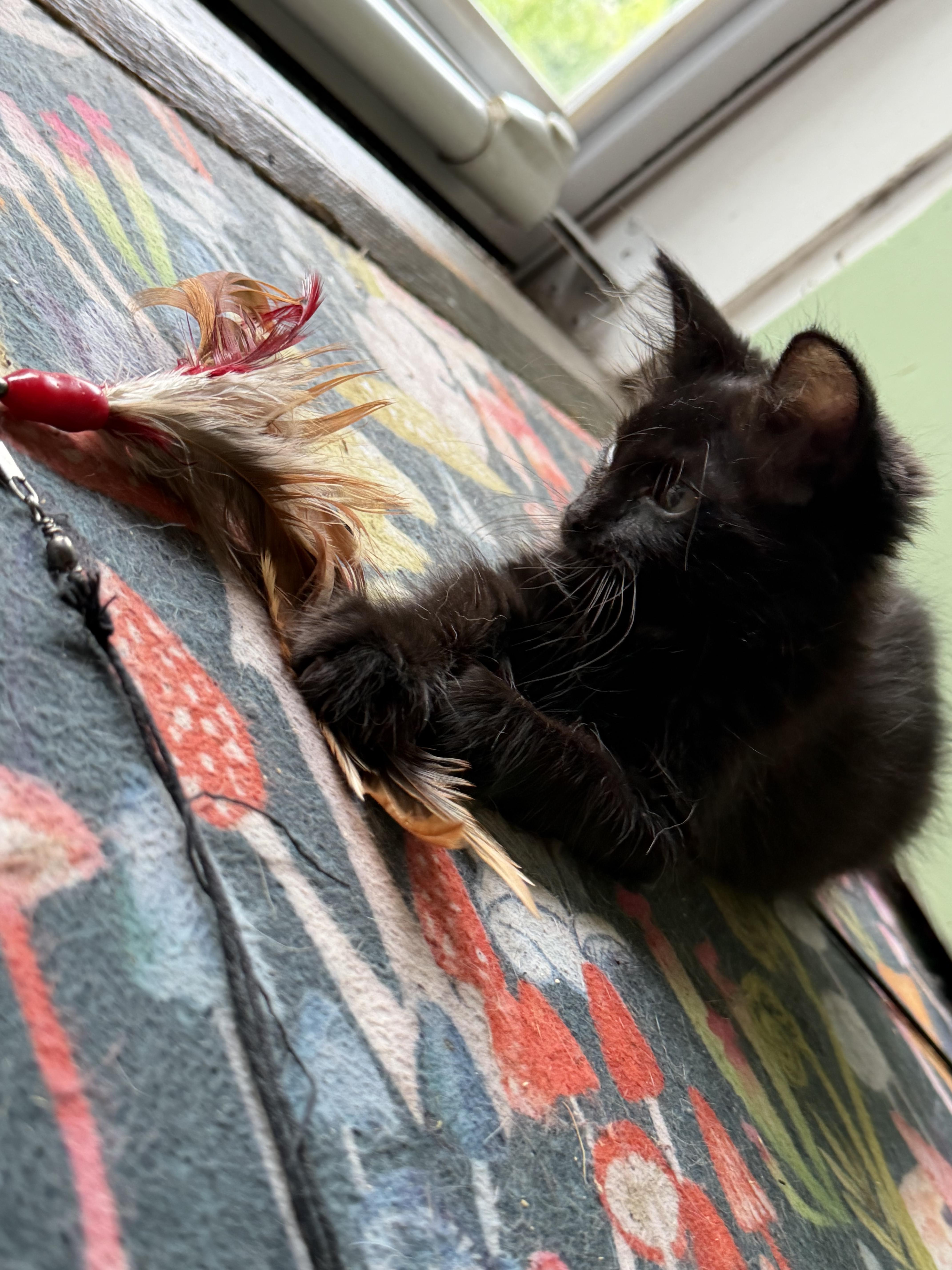 Hazel the Wise thumbnail 4