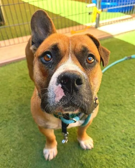 An adult large-sized male Pit Bull Terrier dog named Short Stack for adoption in Sacramento, CA
