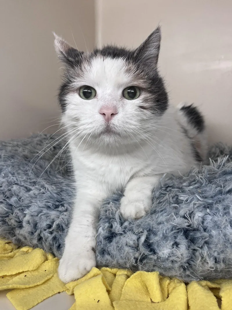 A senior medium-sized female Domestic Short Hair cat named Allie RM for adoption in Rockaway, NJ