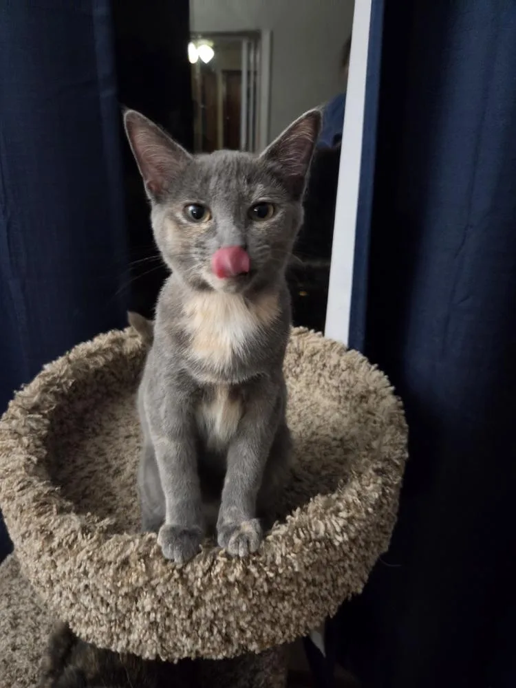 A baby small-sized female Domestic Short Hair cat named Cindy for adoption in Lincoln Park, MI