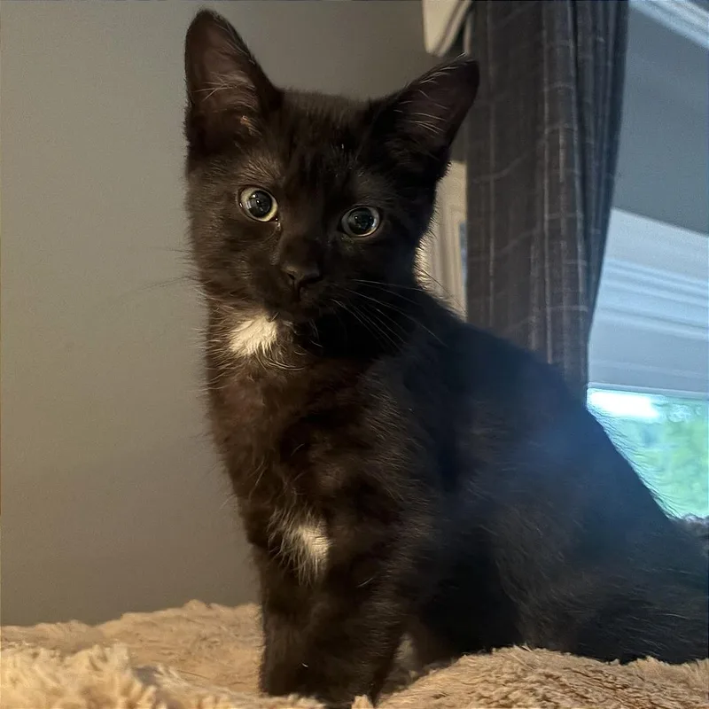 A baby small-sized male Black Domestic Short Hair cat named Eclipse for adoption in Traverse City, MI