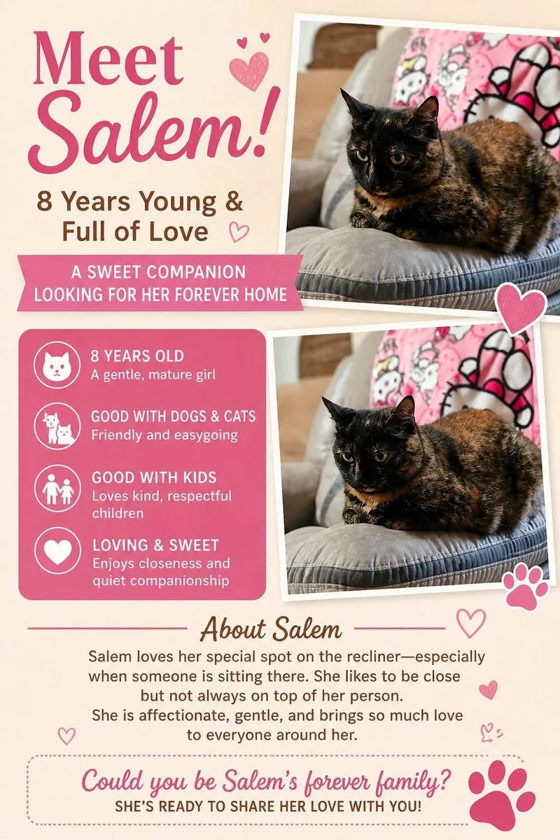 A senior small-sized female Tortoiseshell cat named Salem for adoption in San Antonio, TX