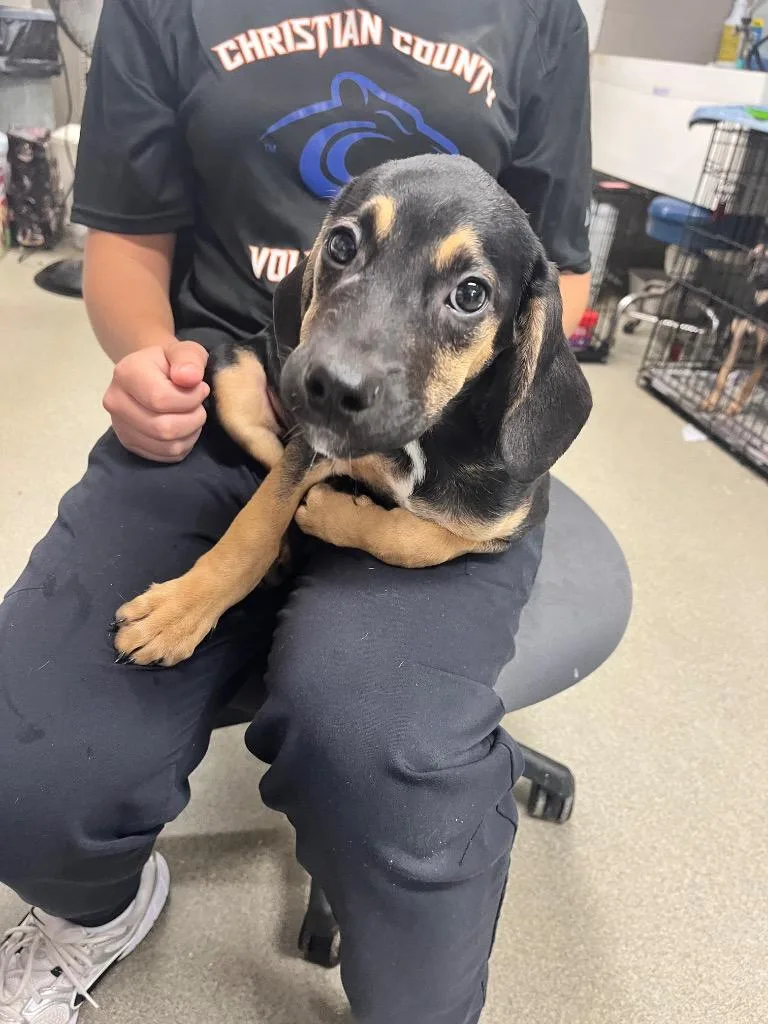 A baby medium-sized female Hound dog named Fern for adoption in Hopkinsville, KY
