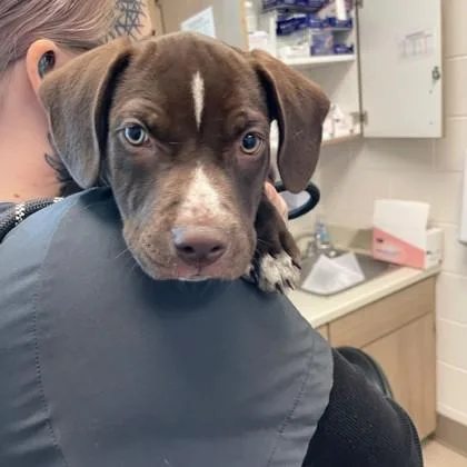 A baby small-sized male Mixed Breed dog named Bolt for adoption in Westland, MI