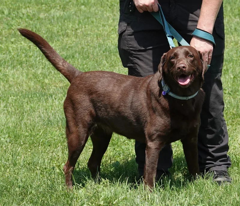 Kona