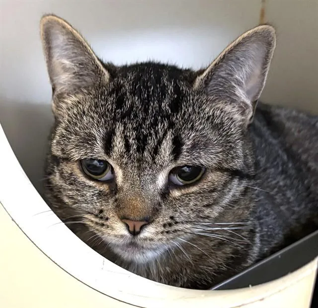 A young medium-sized female Domestic Short Hair cat named Gravy Jane for adoption in Brewster, MA