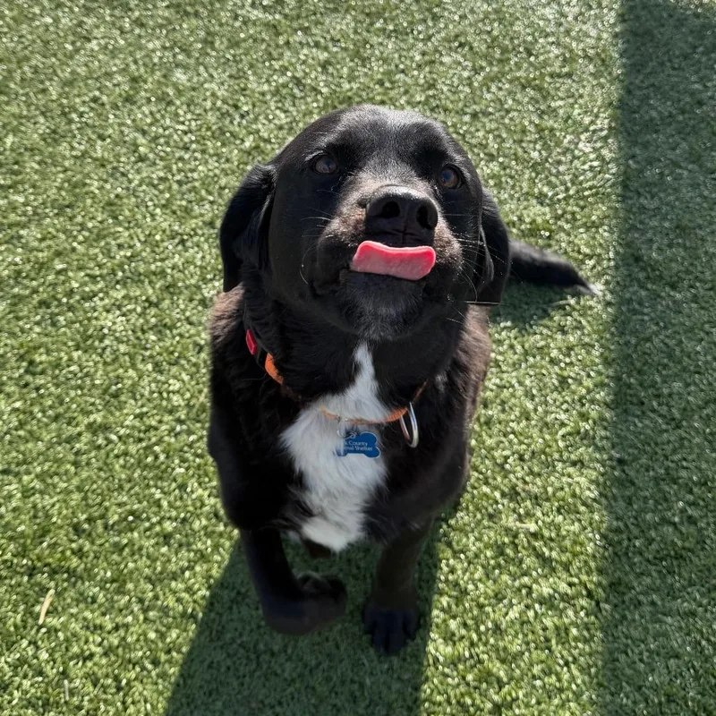 An adult large-sized male Labrador Retriever dog named Stub for adoption in Cody, WY