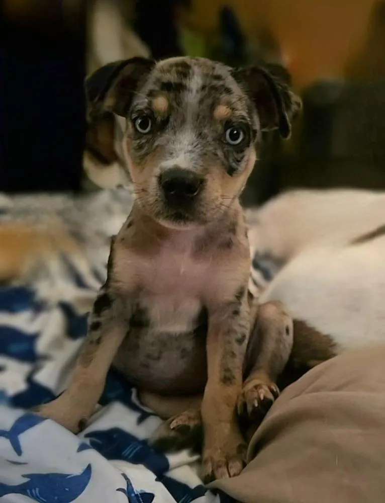 A baby medium-sized female Catahoula Leopard Dog dog named Darlene for adoption in Silsbee, TX