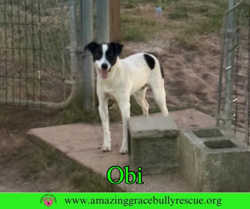 An adult small-sized male Jack Russell Terrier dog named Obi for adoption in Pensacola, FL