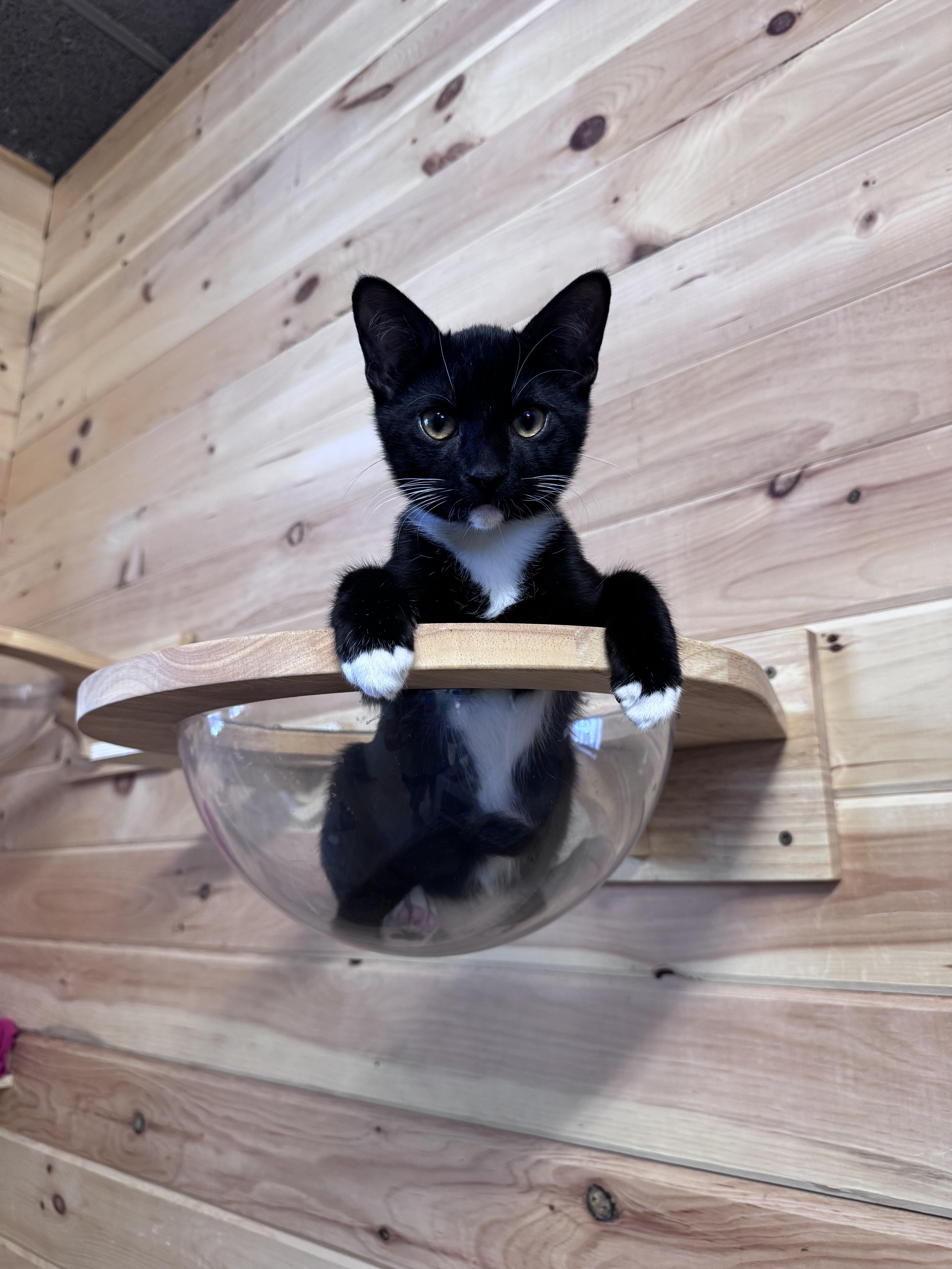 A young small-sized male Black & White / Tuxedo Domestic Short Hair cat named King Arthur for adoption in Saint Augustine, FL