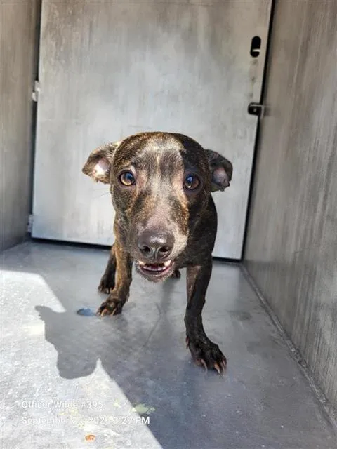 A young small-sized male Chihuahua dog named Chupa for adoption in San Antonio, TX